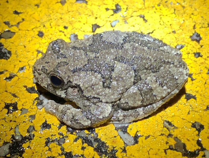 Gray Treefrog